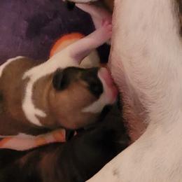French Bulldog Puppies from Treasure Wylie