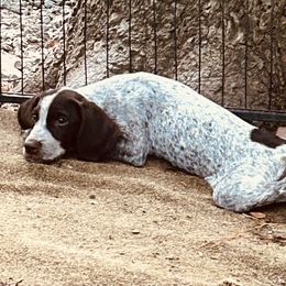 Purple - Liver female German Shorthaired Pointer puppy in Arkadelphia, Arkansas from Concordia