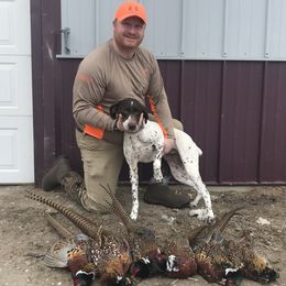 Ruby - German Shorthaired Pointer