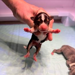 Sneezy - Black white and tan male Rat Terrier puppy in Lebanon, Virginia from Majestic Valley Farms