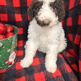 Comet - Chocolate male Cavapoo puppy in Austin, Texas from Doodles of Central Texas