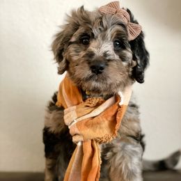 Bernedoodle Puppies from Bern'N Love Doodles