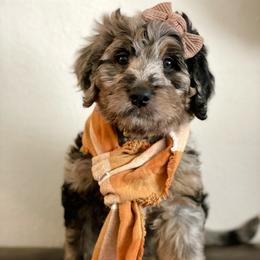 Bernedoodle Puppies from Bern'N Love Doodles