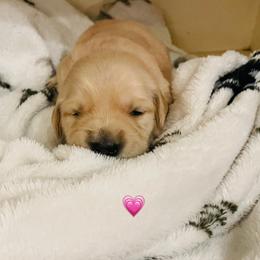 Girl 3 - Golden female Golden Retriever puppy in Carmichael, California from Sadie Lane Family Goldens