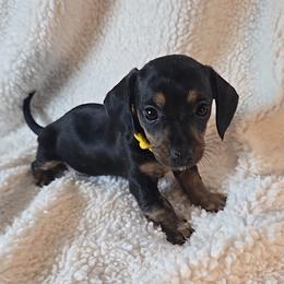Boy 2 - Black and tan male Dachshund puppy in Burnet, Texas from Reyes Homestead Mini Dachsunds
