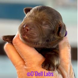 Rogue - Chocolate female Labrador Retriever puppy in Sullivan, Missouri from O’Dell Labs