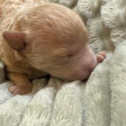Dani - Cream female Poodle puppy in Azle, Texas from Texas Kissed K9s