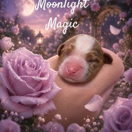 Moonlight Magic - Blenheim male Cavalier King Charles Spaniel puppy in Kewaskum, Wisconsin from Moon Dream Cavaliers