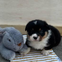 Mochi - Black and tan male Pembroke Welsh Corgi puppy in Nortonville, Kansas from Low Riders Corgis & Mini Aussies