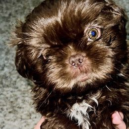 Boy - Liver Shih Tzu puppy in Garland, Texas from Bibi’s Exclusive Shih Tzus