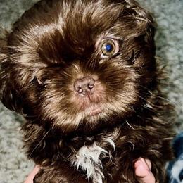 Boy - Liver Shih Tzu puppy in Garland, Texas from Bibi’s Exclusive Shih Tzus