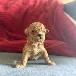 Tiny apricot girl korean 7500 - Apricot female Poodle puppy in Miami, Florida from Natalias Tiny Chihuahuas