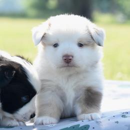 Final Say - Red merle male Toy Australian Shepherd puppy in Chickasha, Oklahoma from Rustic Lace
