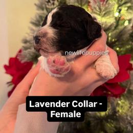 Lavender collar - Parti female Poodle puppy in Shelby, Alabama from New Life Family Farm