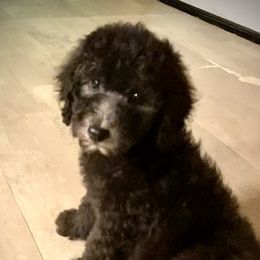 Poodle Puppies from Purple Heart Canines