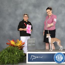 Trixie - Italian Greyhound