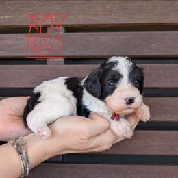 Prince - Black and white male Bernedoodle puppy in Cambridge, Minnesota from Country Meadow Doodles