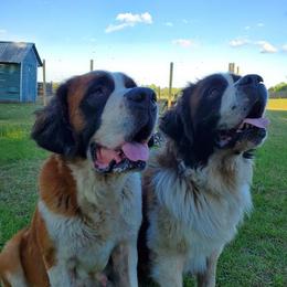 Saint Bernards from Stewart Saint