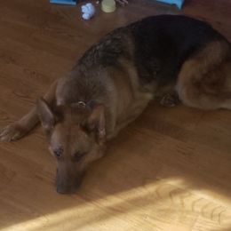 German Shepherds from Pawprints Shephards