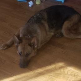 German Shepherds from Pawprints Shephards