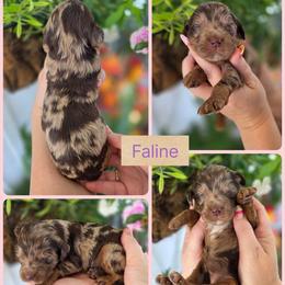 Faline - Merle female Goldendoodle puppy in Decatur, Tennessee from Diamond's Doodles