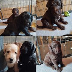 Labradoodle Puppies from Loveable Labradoodles and Poodles of Scotch Hollow
