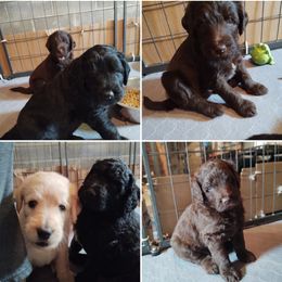 Labradoodle Puppies from Loveable Labradoodles and Poodles of Scotch Hollow