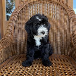 Brew - Black and white male Bernedoodle puppy in Yuba City, California from Ranch House Doodles