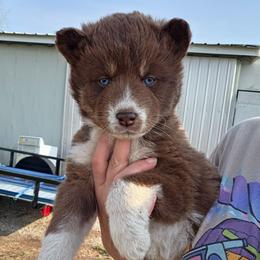Teal - Red and white female Siberian Husky puppy in Terre Haute, Indiana from April's Huskies