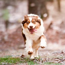 Reba - Australian Shepherd