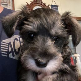 Miniature Schnauzers from Schnauzer puppies