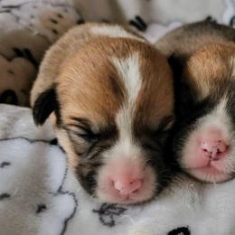Biscuits - White and red male Pembroke Welsh Corgi puppy in Williams, California from Half Hitch Corgis