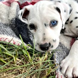 Dalmatian Puppies from Dalmatian Creation