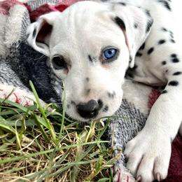 Dalmatian Puppies from Dalmatian Creation