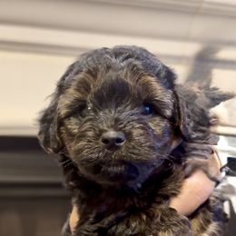 Blue Collar - Black and tan male Yorkipoo puppy in Mansfield, Texas from Eleven:11 Kennels