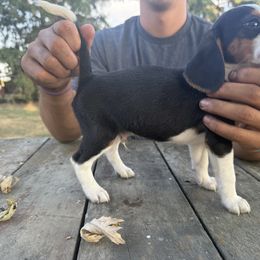 Boy 3 - Black fawn and white male Beagle puppy in Hudson, Michigan from Bachman’s Kennel