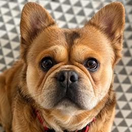 Kai - Tricolors male French Bulldog puppy in Vanceburg, Kentucky from Hearts of Faith French Bulldogs & Long-Haired Dachshunds