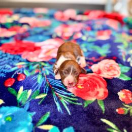 Sawyer - Piebald male Dachshund puppy in Salters, South Carolina from Long-Pine Dachshund