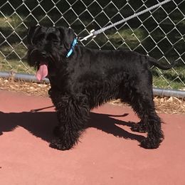 Stark - Miniature Schnauzer
