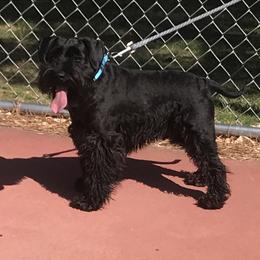 Stark - Miniature Schnauzer