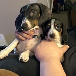 Dachshund Puppies from Scottland Ranch Dachshunds