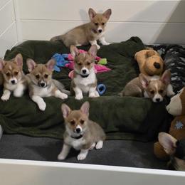 Pembroke Welsh Corgi Puppies from AW Corgis