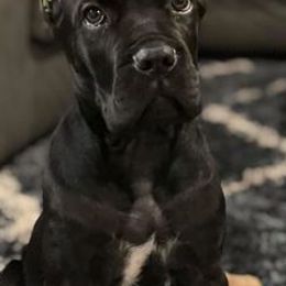 Cane Corso from AmericanK9
