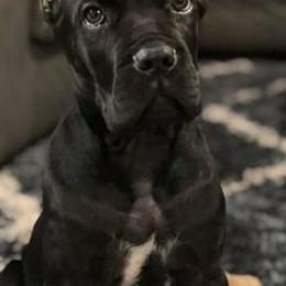 Cane Corso from AmericanK9