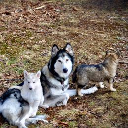 Native American Indian Dog Puppies from Seven Sisters Canids
