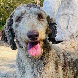 Dachshunds and Poodles from Stocktons Doxies & Poodles