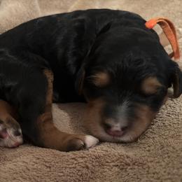 Golden Mountain Doodle puppies from Home Grown Doodles