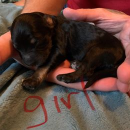 Bernedoodle Puppies from Montana Doodles