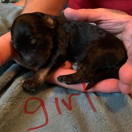 Bernedoodle Puppies from Montana Doodles