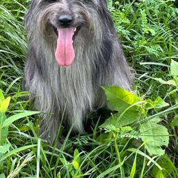 Sting - Pyrenean Shepherd